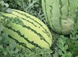 西密瓜怎样吃,探索美味新境界