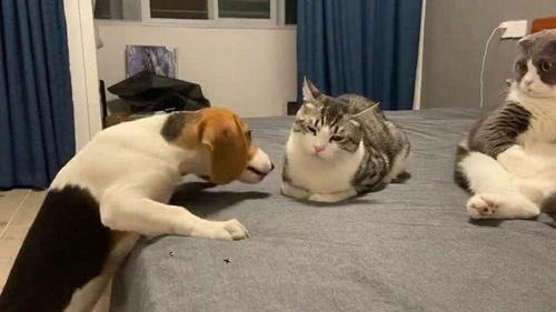 旁边吃瓜群众抢眼,吃瓜群众抢眼瞬间