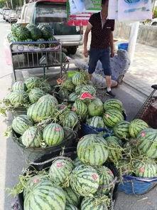 寿光东城吃瓜事件,一场引发社会关注的网络风波