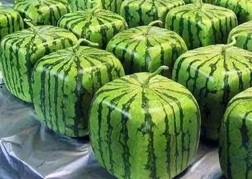 吃瓜多了怎么形容