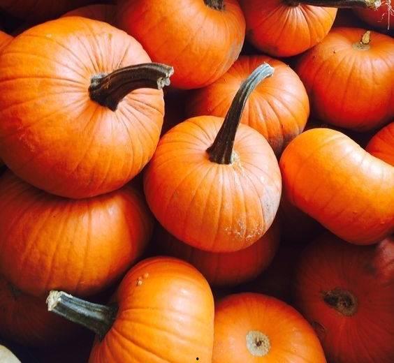 南瓜吃瓜网站,揭秘网络娱乐新潮流