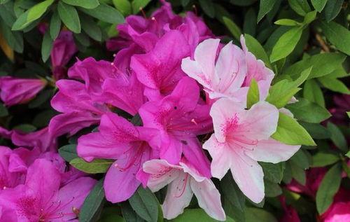 杜鹃花吃瓜,一场别开生面的自然奇观