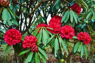 杜鹃花吃瓜,一场别开生面的自然奇观