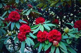 杜鹃花吃瓜,一场别开生面的自然奇观