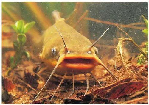 北极鲶鱼 吃瓜,揭秘神秘“吃瓜”背后的故事