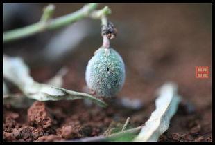 农村娃吃瓜的样子,农村娃的吃瓜时光