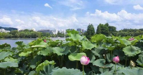 吃瓜浙农林,揭秘校园里的那些“瓜”