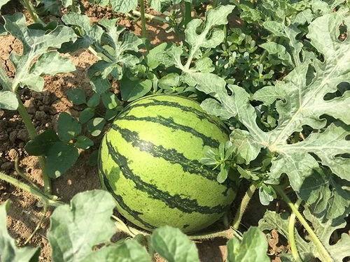 放耳朵吃瓜,揭秘娱乐圈的幕后故事