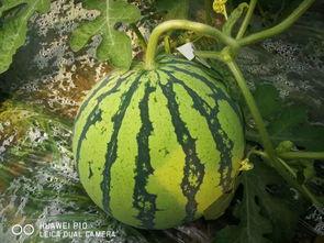 自己的瓜叫不叫吃瓜,跟随自己的瓜叫，品味独特“吃瓜”体验