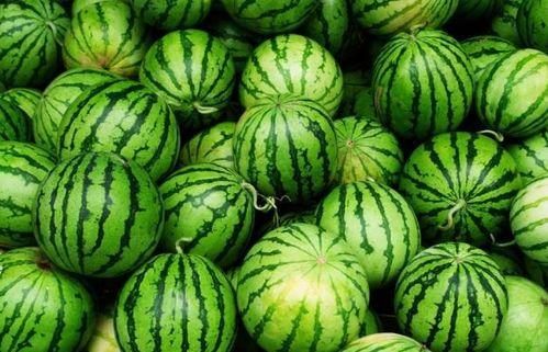 曹总吃金银瓜,舌尖上的奢华之旅