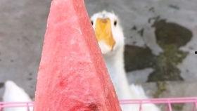 瓜娃子吃白莲,一场趣味横生的美食之旅