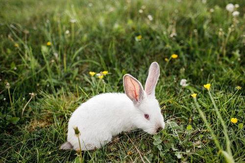 卡通兔子吃瓜,趣味横生夏日时光