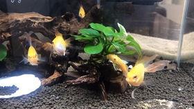 吃金鲳鱼可以吃胡子瓜吗,胡子瓜同食新体验