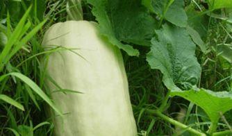 吃珍稀瓜,探寻珍稀瓜果的神秘魅力