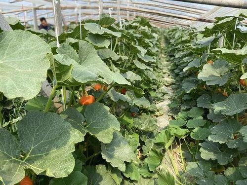 吃珍稀瓜,探寻珍稀瓜果的神秘魅力