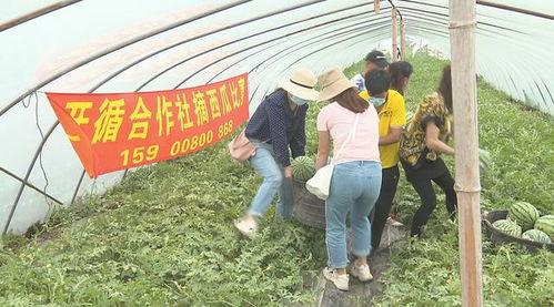 吃瓜群众来摘瓜啦