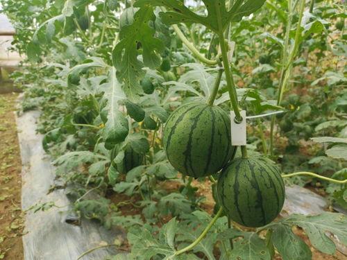 51吃瓜bbys,揭秘娱乐圈幕后故事