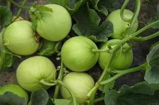 网上吃瓜是啥意思,从“吃瓜”看网络文化的演变