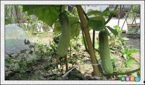 吃荷兰瓜嘴巴麻