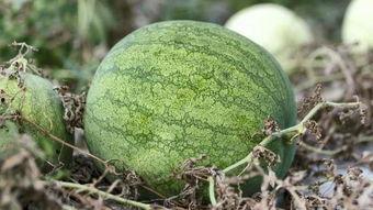 天气冷吃瓜好吗,吃瓜也温馨——冬季吃瓜指南