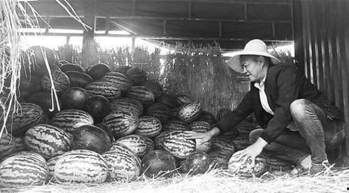 凉城吃瓜群众事迹,见证时代变迁的民间观察者