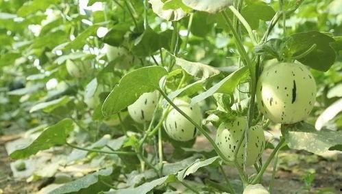 在瓜地吃瓜的图片,夏日瓜地欢乐时光