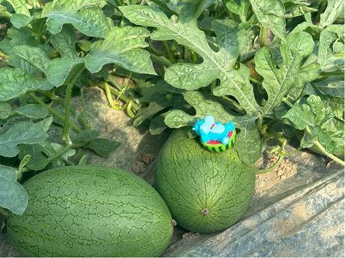 在瓜地吃瓜的图片,夏日瓜地欢乐时光