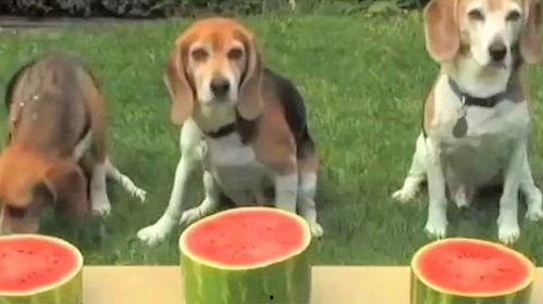 带小狗吃瓜,共享夏日清凉时光