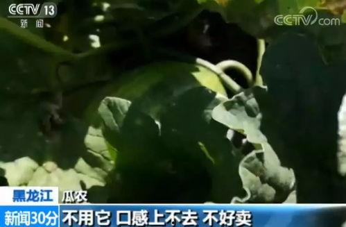 嘎嘎吃瓜小说,揭秘娱乐圈背后的秘密与真相