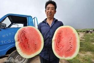 小洋哥吃瓜图,揭秘娱乐圈幕后风云