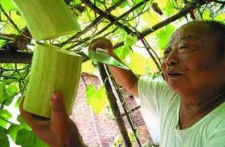 吃砍瓜好吗,探索砍瓜的营养价值与食用好处