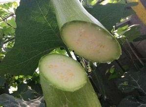 吃砍瓜好吗,探索砍瓜的营养价值与食用好处