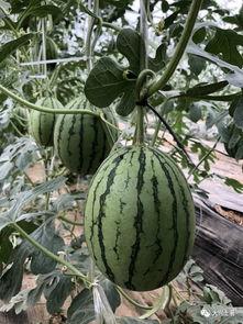 近期热门网红吃瓜,揭秘近期热门事件背后的真相