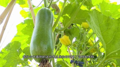 吃瓜区在线观看,揭秘热门话题背后的真相