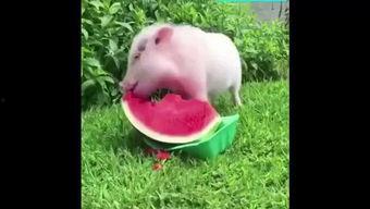 喂猪吃的瓜,猪儿美食之旅
