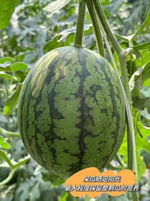 爱大瓜吃瓜,揭秘娱乐圈幕后故事