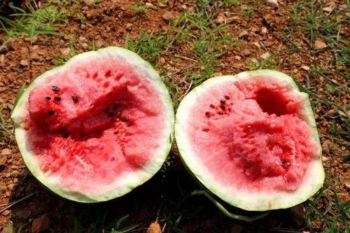 吃瓜树洞酱,吃瓜树洞酱带你探秘明星幕后故事