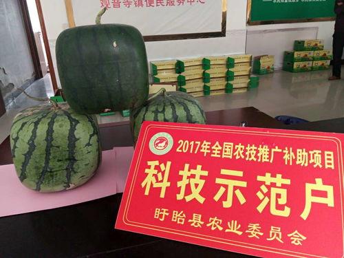 吃瓜在线观看入口,畅享热门资讯的便捷之道